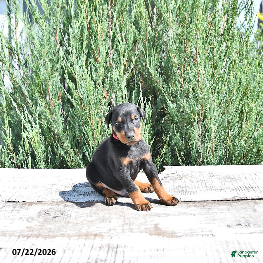 Doberman Pinscher dogs Bruno - Ad 2