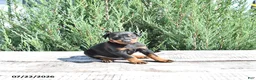 Doberman Pinscher dogs for sale: Bruno - Ad 2
