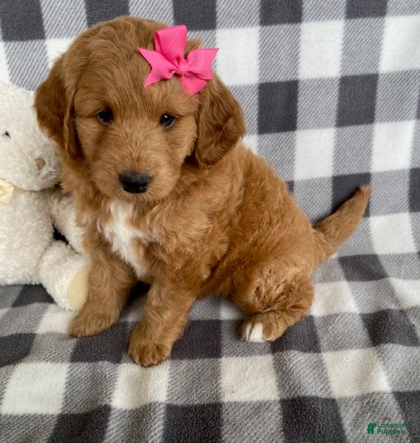 Mini Bernedoodle dogs Penny - Ad 2