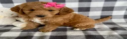 Mini Bernedoodle dogs for sale: Penny - Ad 2