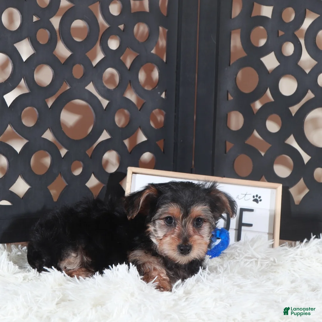 Yorkiepoo dogs for sale: Yorkiepoo Puppy Bear - Ad 2