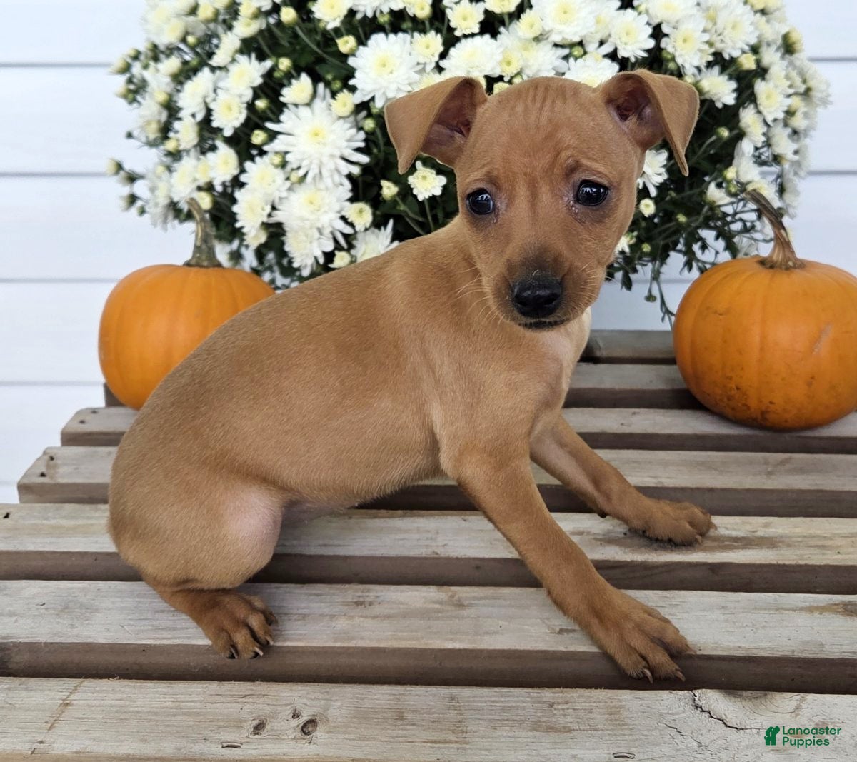 Miniature Pinscher dogs Lucy - Ad 2