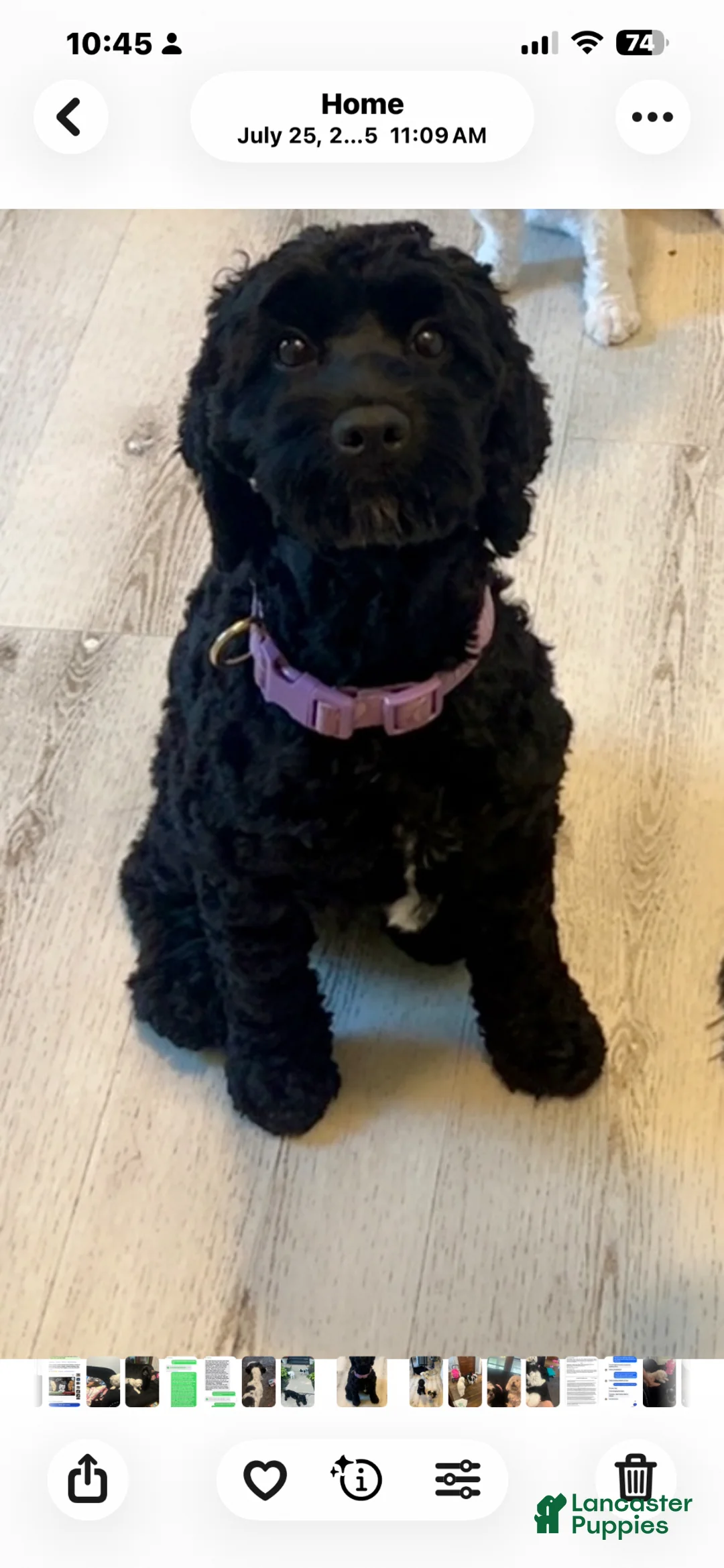 Mixed Breed dogs for sale: Mixed Breed Puppy 6 - Ad 2