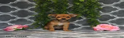 Chorkie dogs for sale: Kara - Ad 3