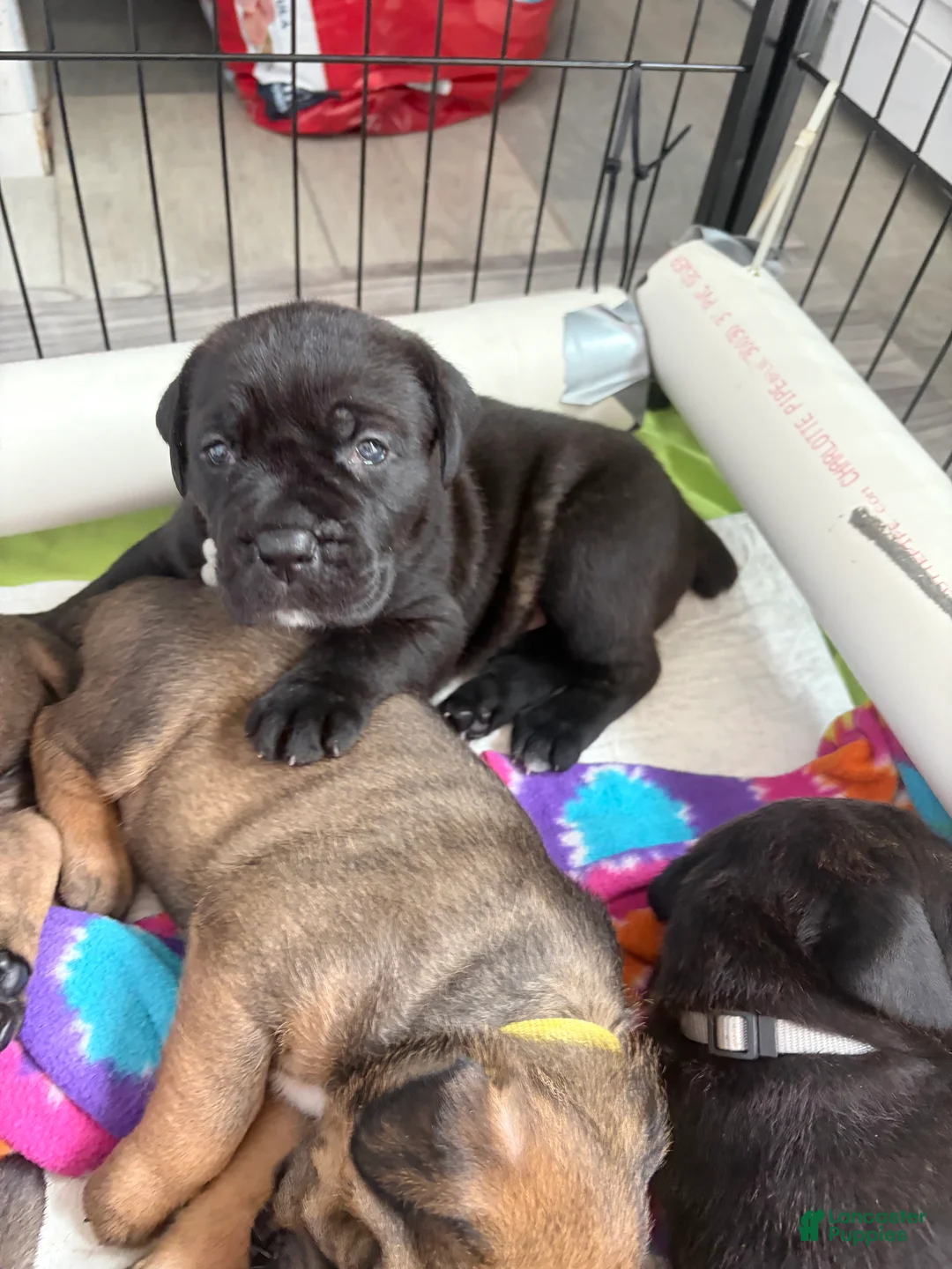 Cane Corso dogs for sale: Cane Corso 4 - Ad 1