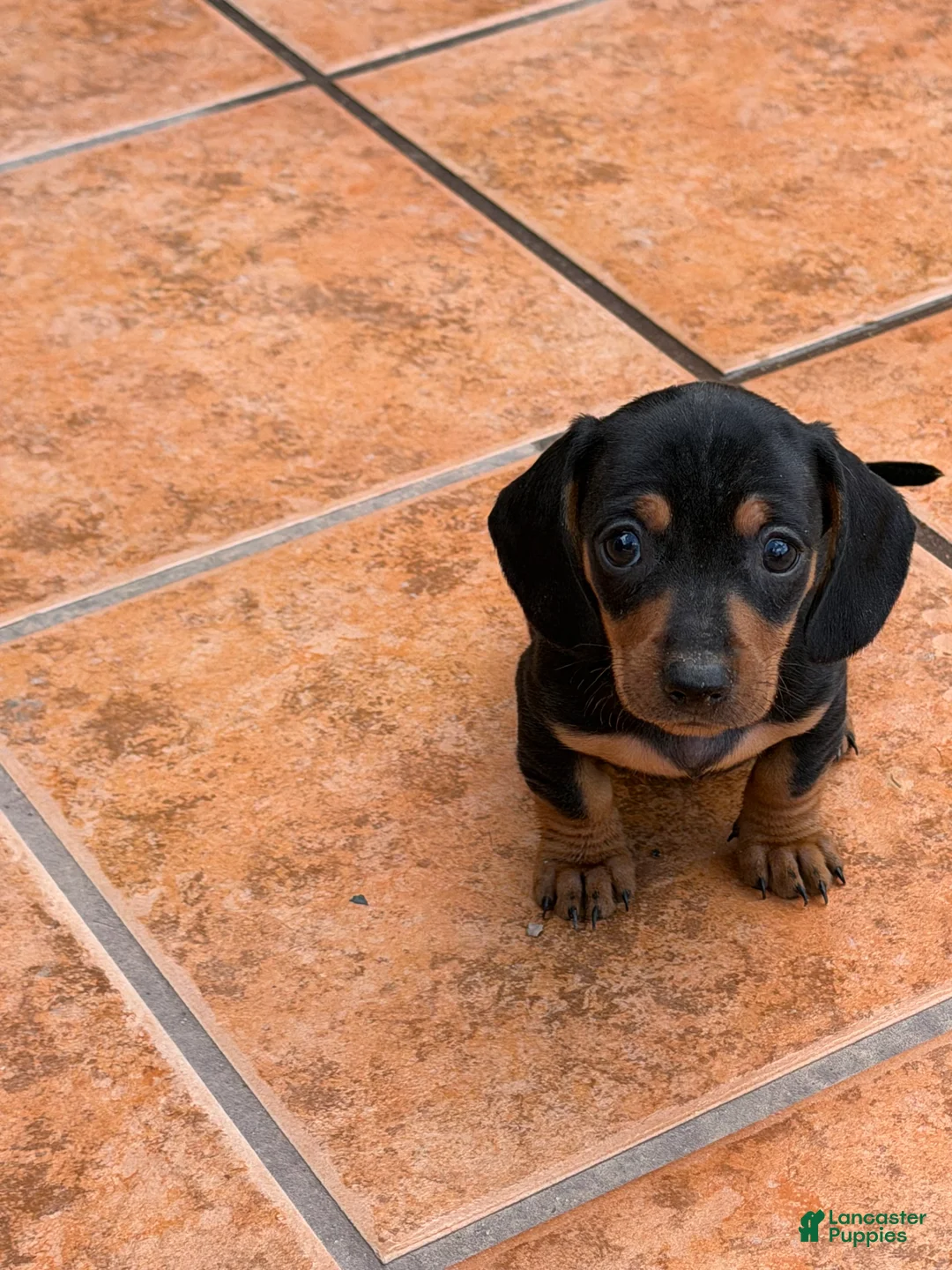 Miniature Dachshund dogs for sale: Miniature Dachshund Puppy 6 - Ad 1