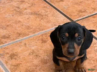 Miniature Dachshund dogs Miniature Dachshund Puppy 6 - Ad 4