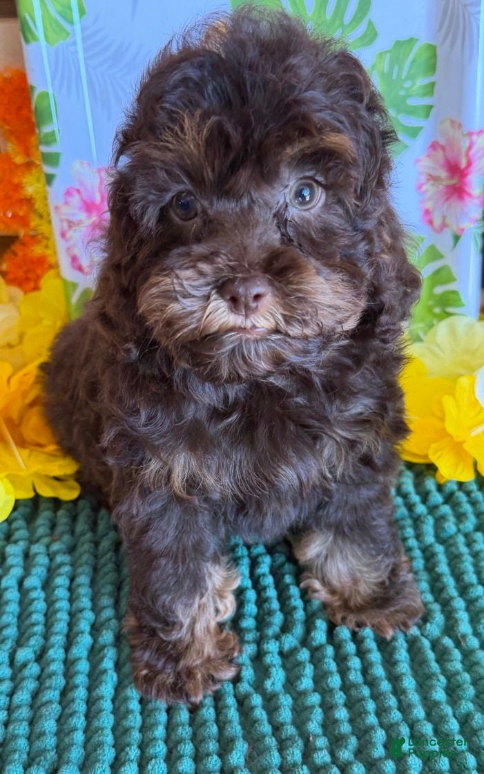 Cockapoo dogs Snickers  - Ad 23