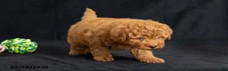 Mini Goldendoodle dogs for sale: Daisy - Ad 4