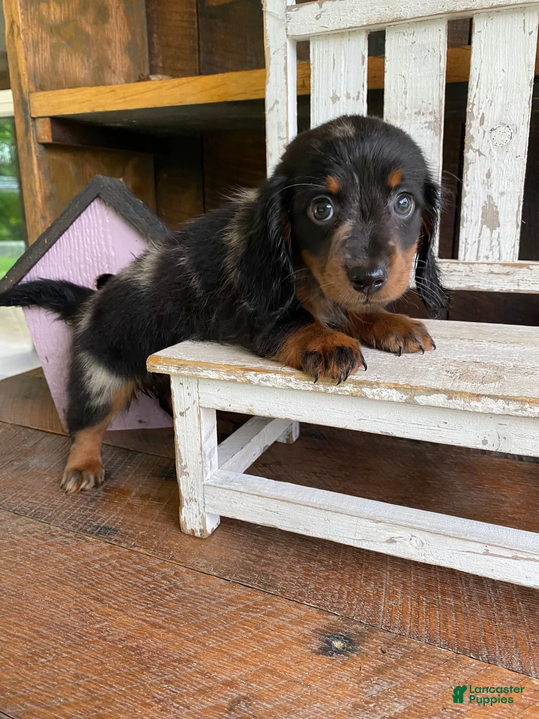 Miniature Dachshund dogs for sale: Luna - Ad 2