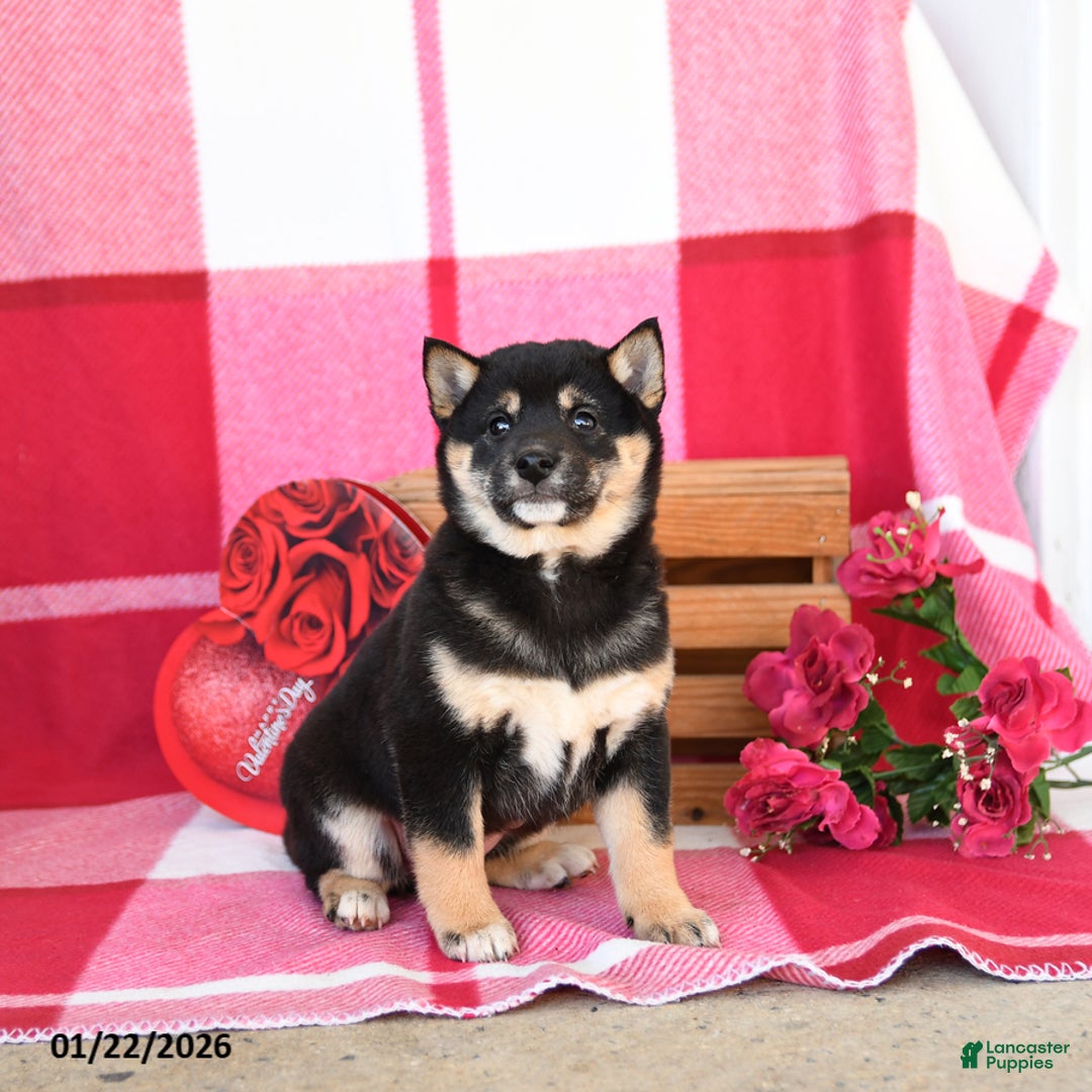 Shiba Inu dogs for sale: Bertha - Ad 5