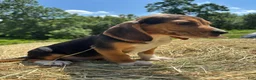 Beagle dogs for sale: Beagle 5 - Ad 6