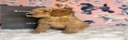 Standard Poodle dogs for sale: Standard Poodle Puppy 2 - Ad 5