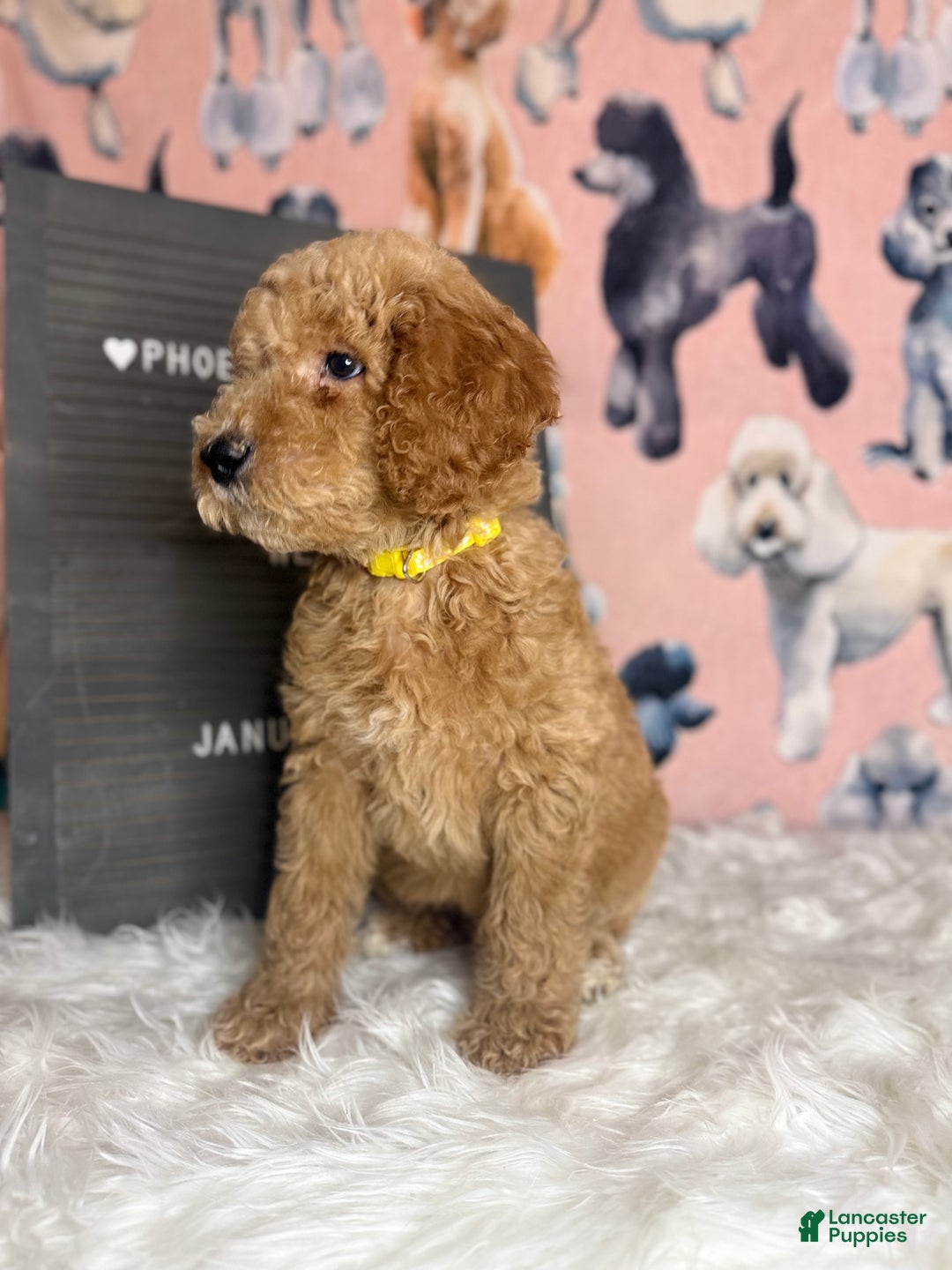 Standard Poodle dogs for sale: Standard Poodle Puppy 2 - Ad 5