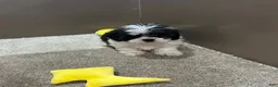 Malshi dogs for sale: Coco - Ad 5