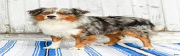 Australian Shepherd dogs for sale: Raine - Ad 8