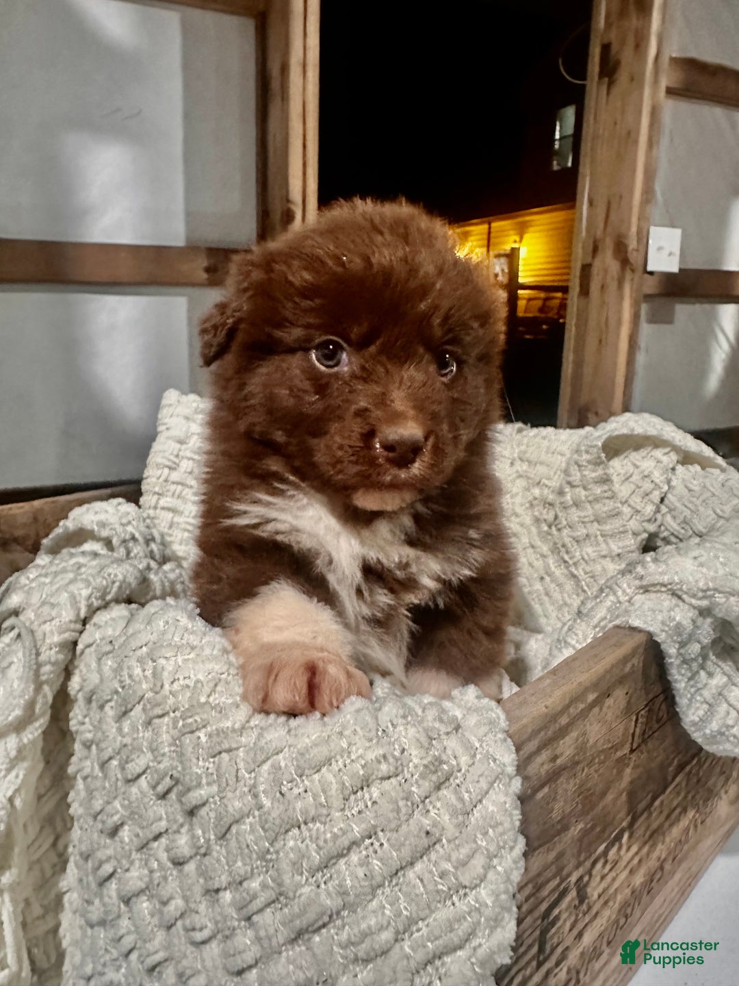 Aussiedoodle dogs for sale: Chunker - Ad 6