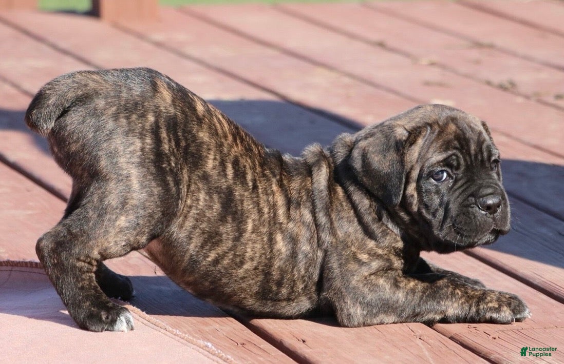 Cane Corso dogs Cane Corso Puppy 3 - Ad 15