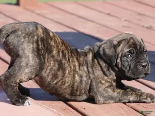 Cane Corso dogs Cane Corso Puppy 3 - Ad 24