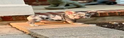 French Bulldog dogs for sale: French Bulldog 2 - Ad 2