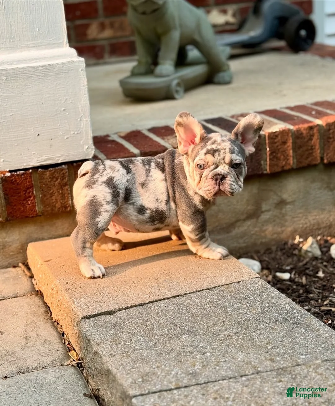 French Bulldog dogs for sale: French Bulldog 2 - Ad 2