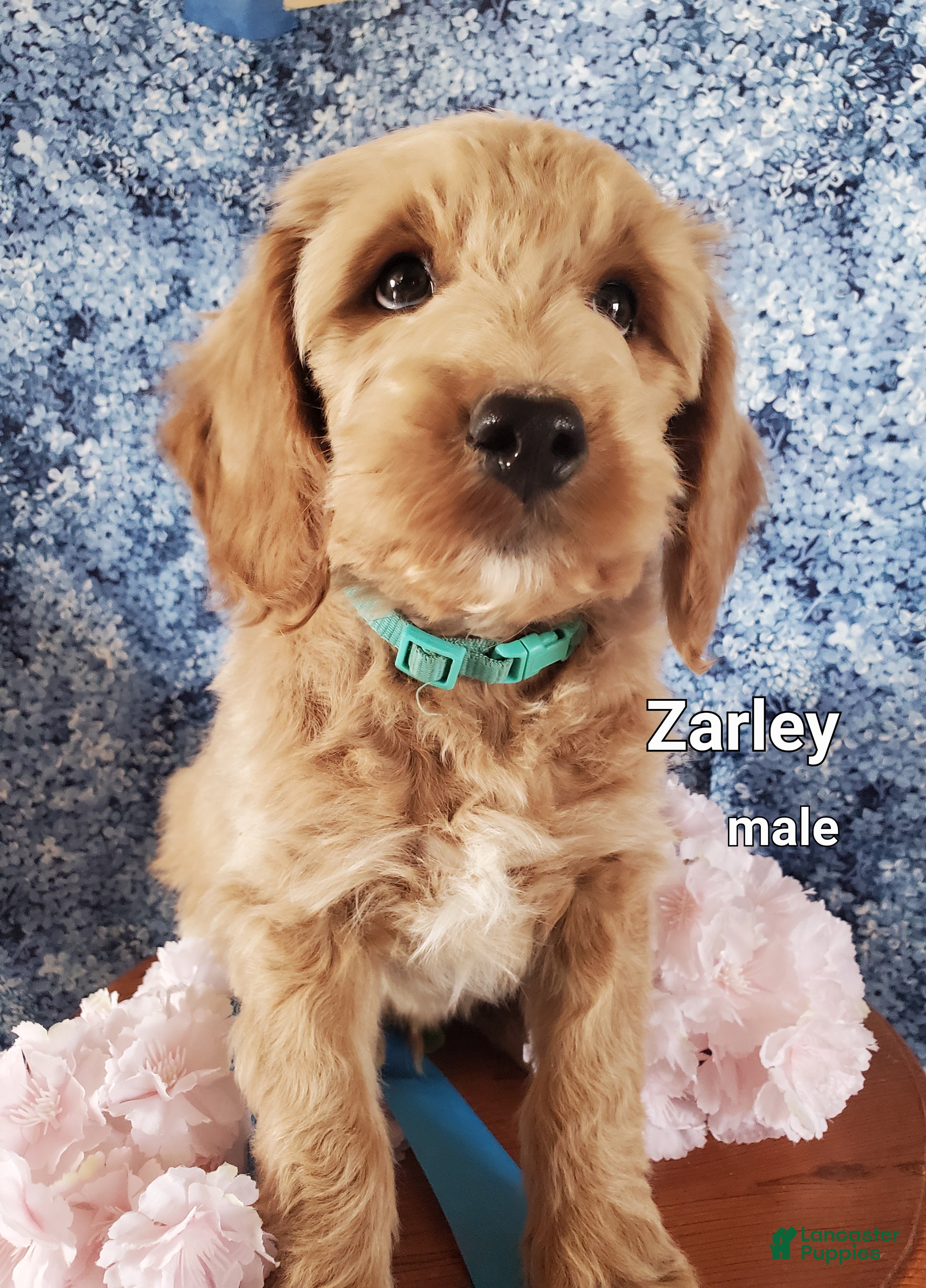 Mini Goldendoodle dogs Zarley - Ad 1
