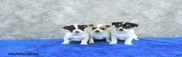 Mixed Breed dogs for sale: Ava  - Ad 2