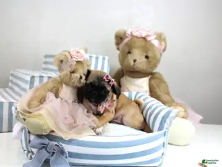 Pug dogs Pug Puppy 1 - Ad 5