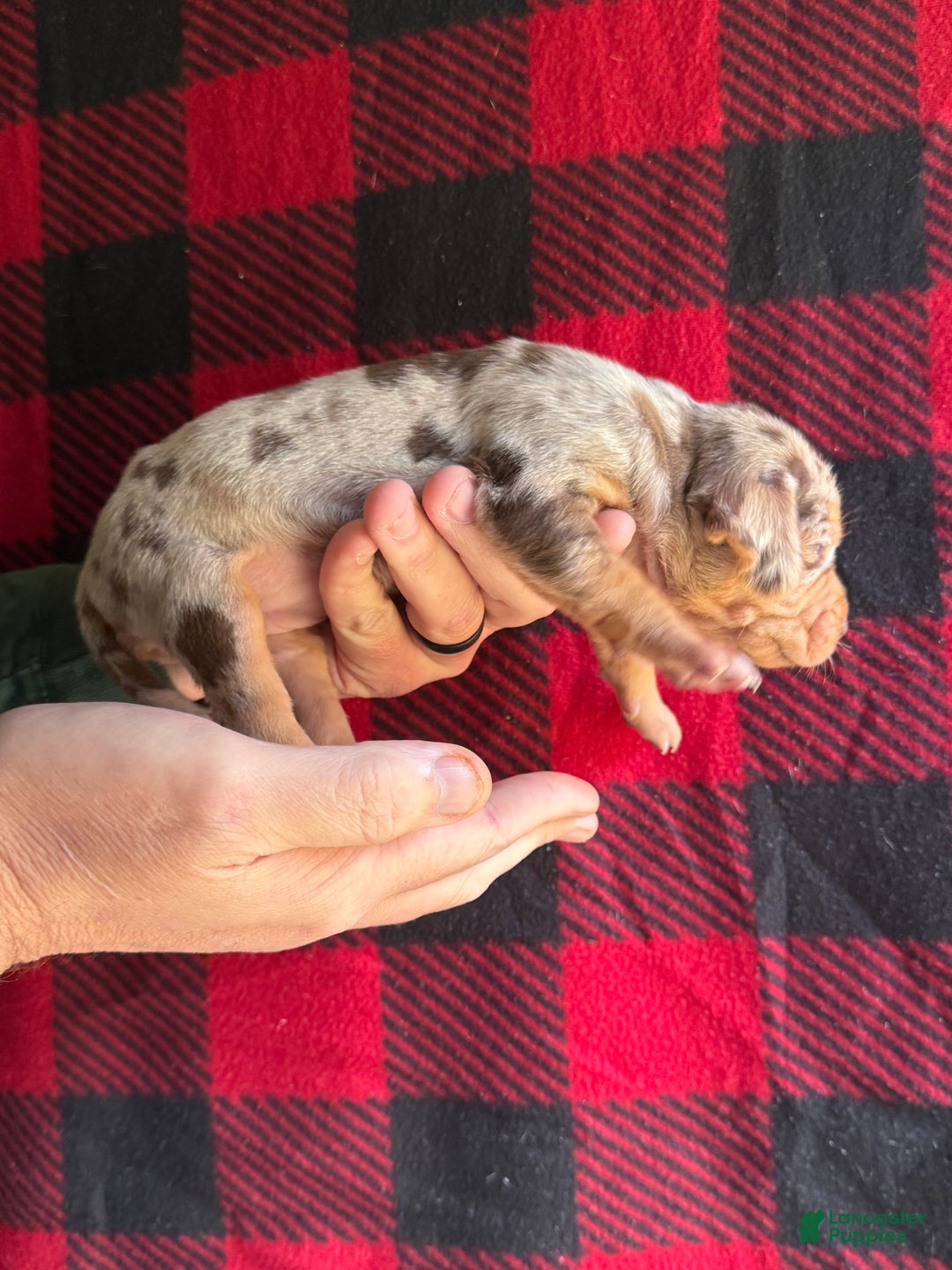 Catahoula Leopard Dog dogs for sale: Catahoula Leopard Dog Puppy 1 - Ad 3