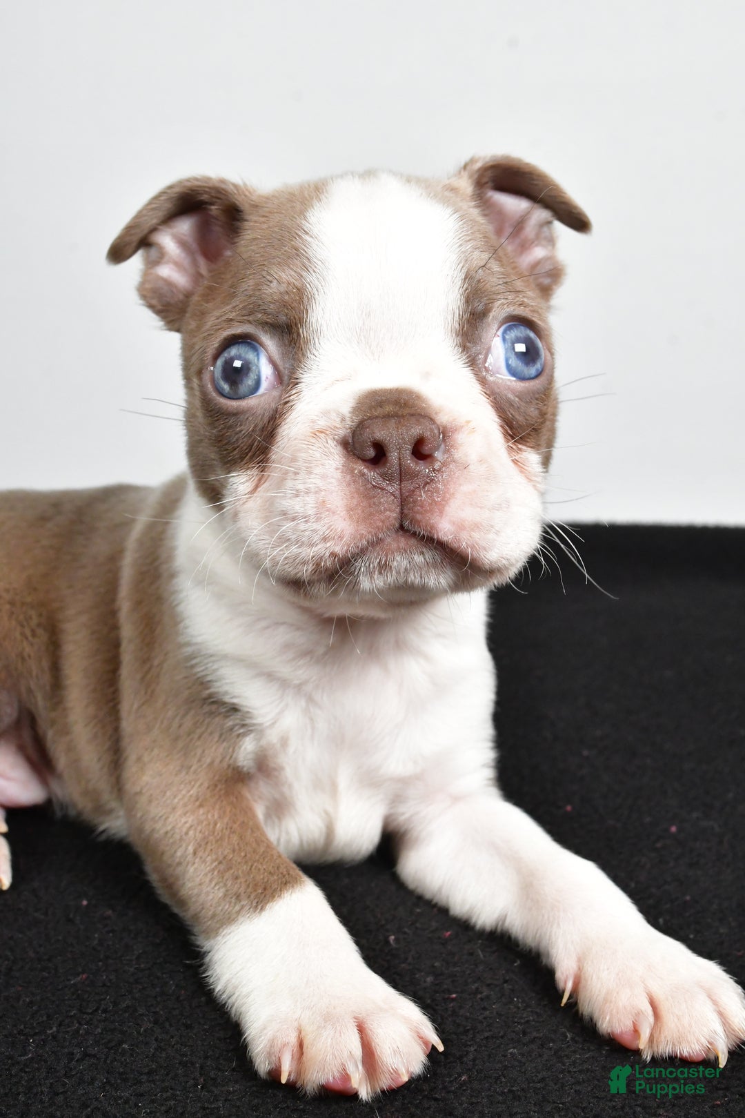 Boston Terrier dogs for sale: Jordan - Ad 2