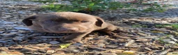 Labrador Retriever dogs for sale: Max - Ad 6