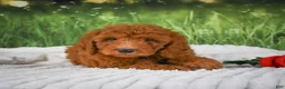 Mini Goldendoodle dogs for sale: Chase - Ad 4