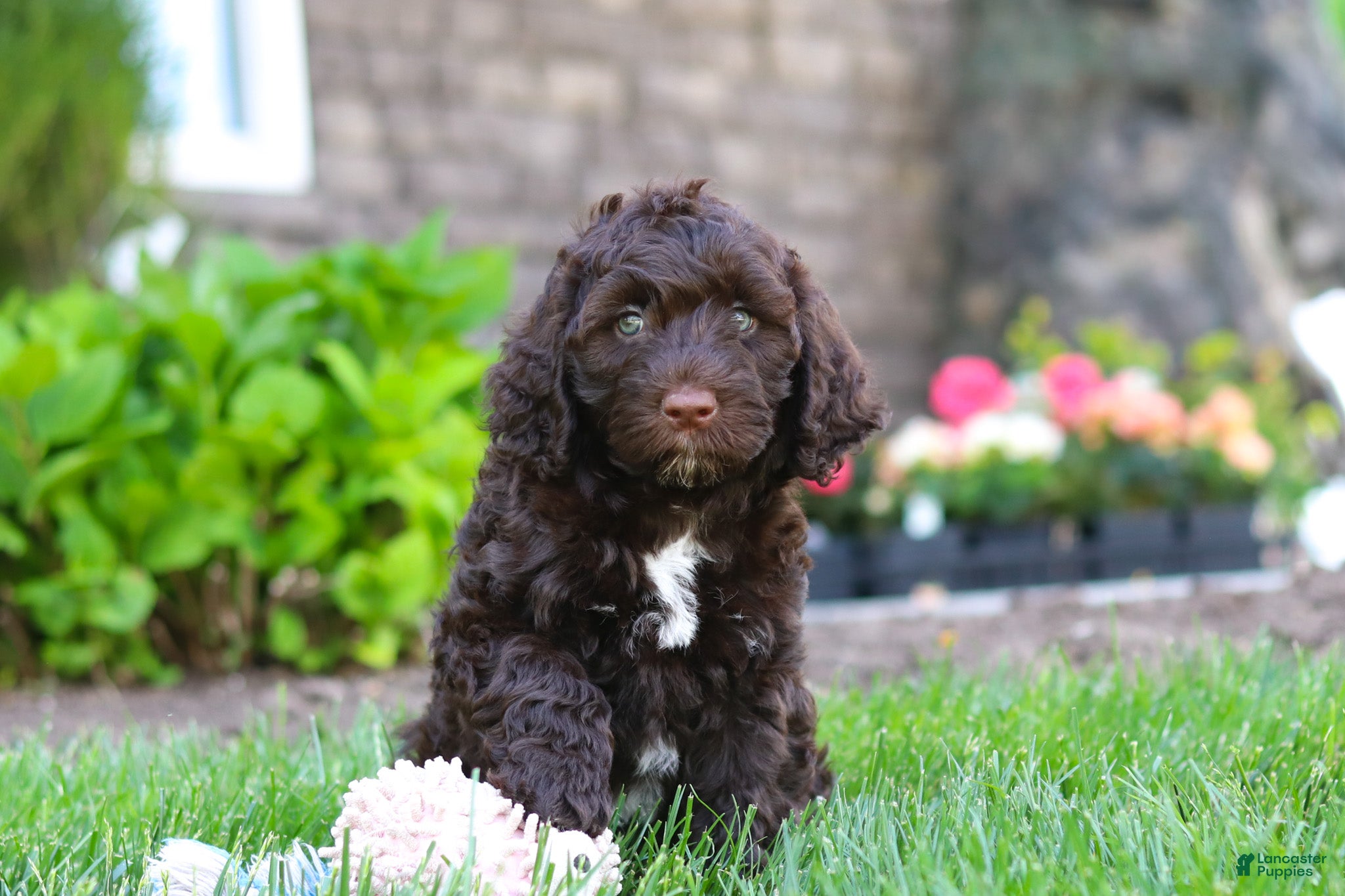 Portuguese Water Dog dogs Hailey - Ad 2