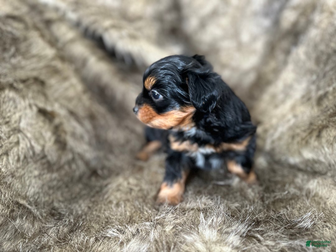 Shorkie dogs for sale: Luke - Ad 17