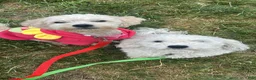 Mixed Breed dogs for sale: Mixed Breed 4 - Ad 8