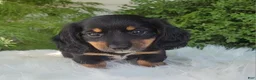 Miniature Dachshund dogs for sale: Venture  - Ad 8
