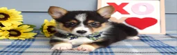 Welsh Corgi Pembroke dogs for sale: Wiley - Ad 7