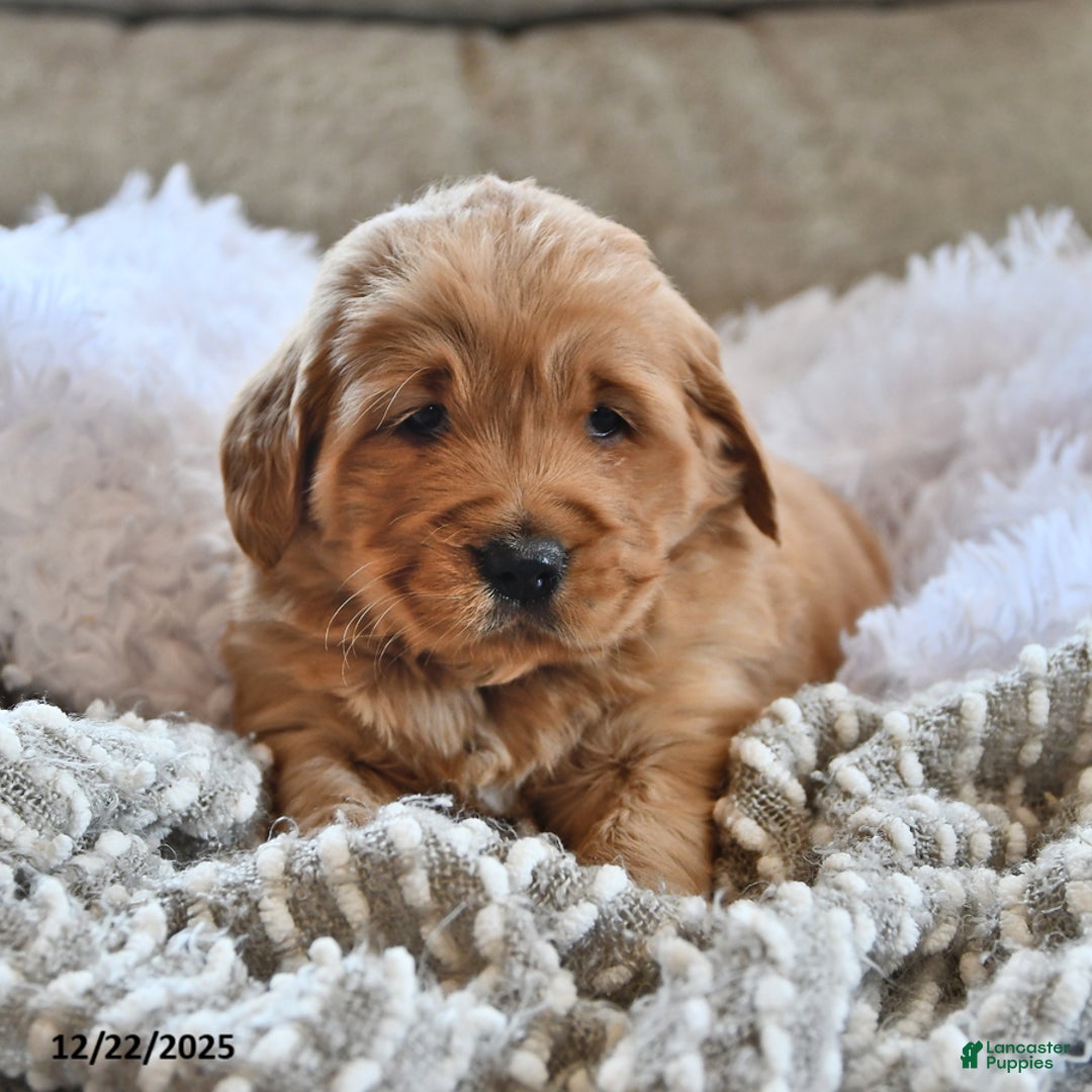 Golden Retriever dogs for sale: Darling Ellie - Ad 3