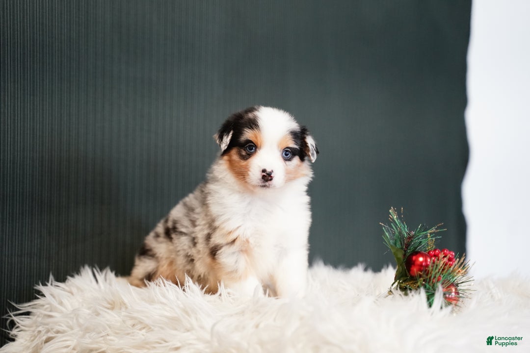 Miniature Australian Shepherd dogs for sale: Blake - Ad 5