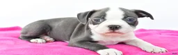 Boston Terrier dogs for sale: Roxy - Ad 4