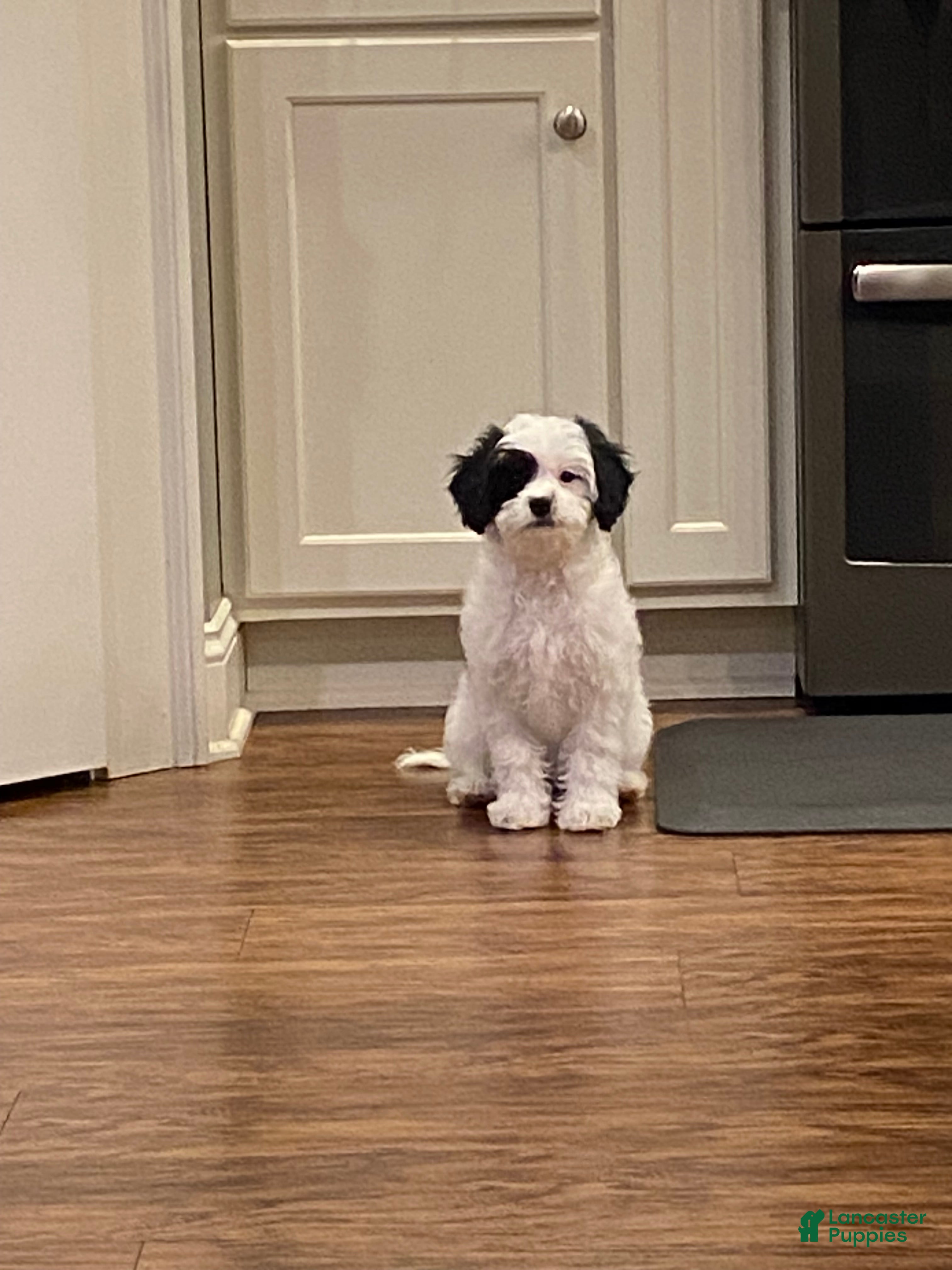 Cavapoo dogs Mocha  - Ad 10