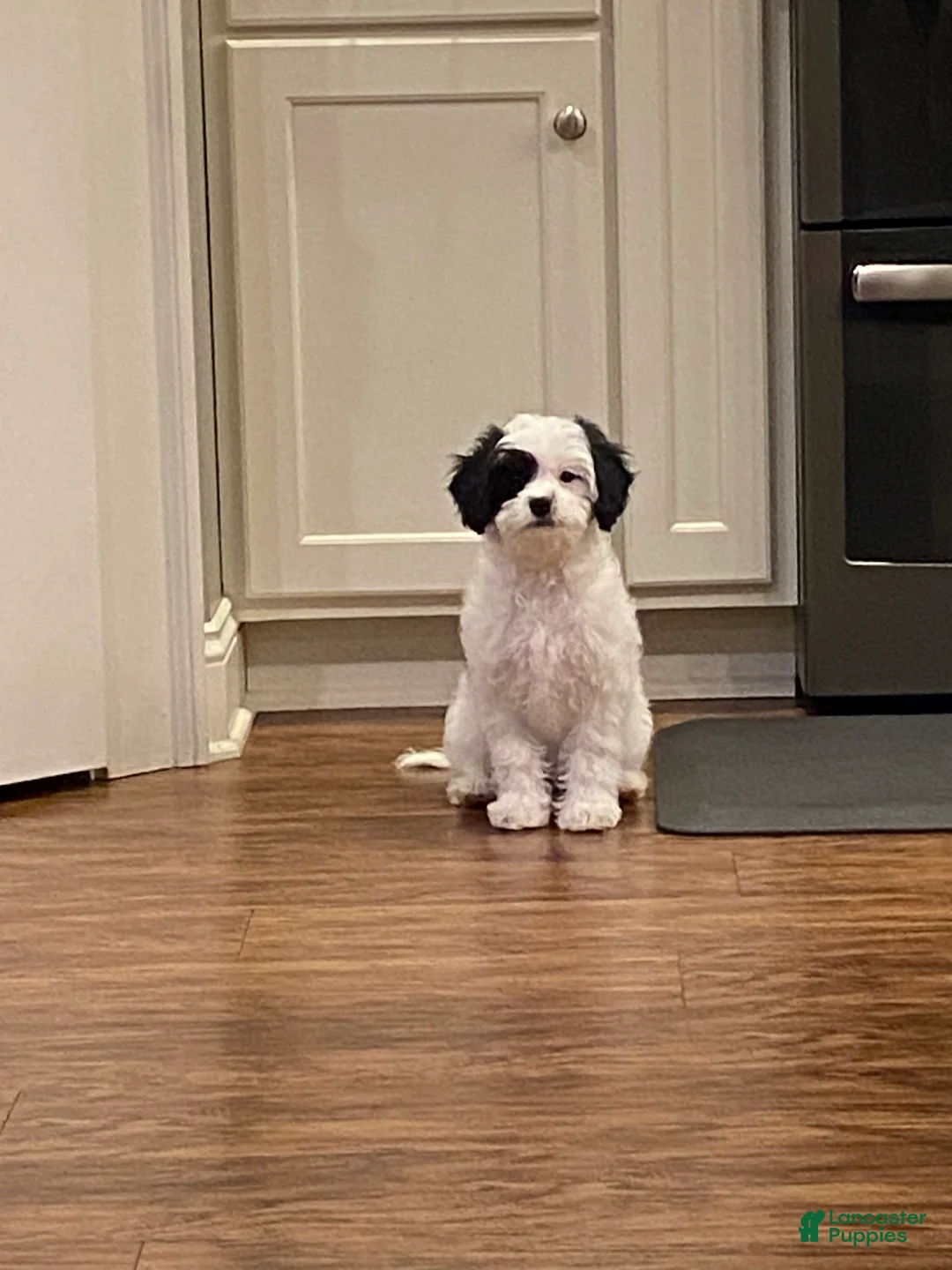 Cavapoo dogs for sale: Mocha  - Ad 1