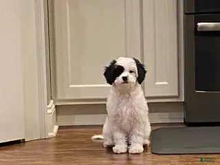 Cavapoo dogs Mocha - Ad 10