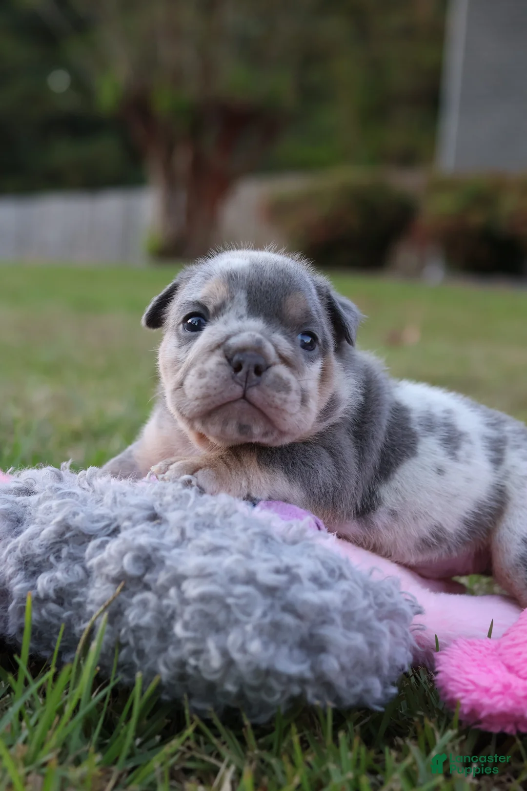 English Bulldog dogs for sale: Bambi - Ad 1