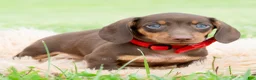 Miniature Dachshund dogs for sale: Hawtdog - Ad 4