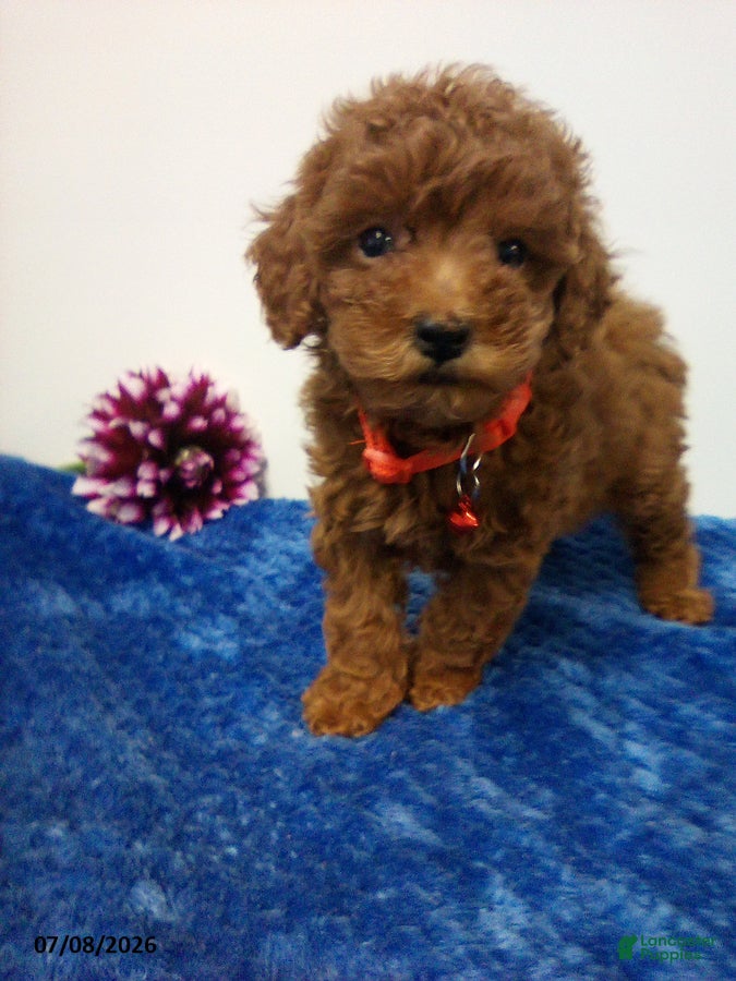 Toy Poodle dogs Arlo - Ad 2