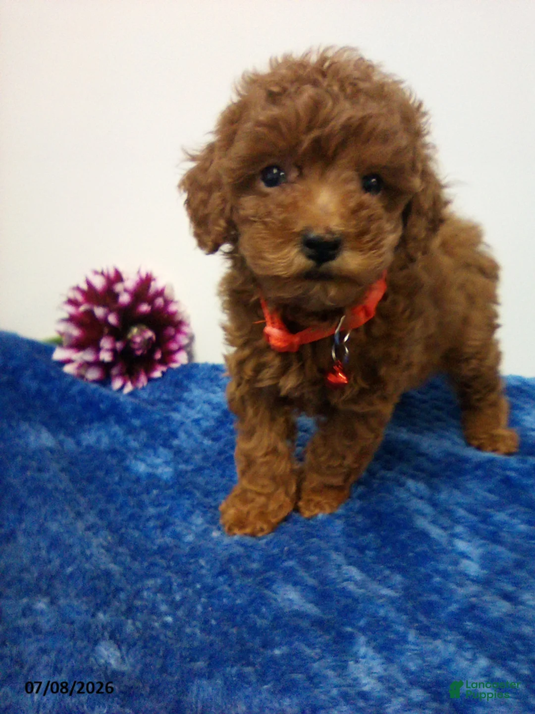 Toy Poodle dogs for sale: Arlo - Ad 2