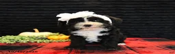 Mixed Breed dogs for sale: Elsa - Ad 5