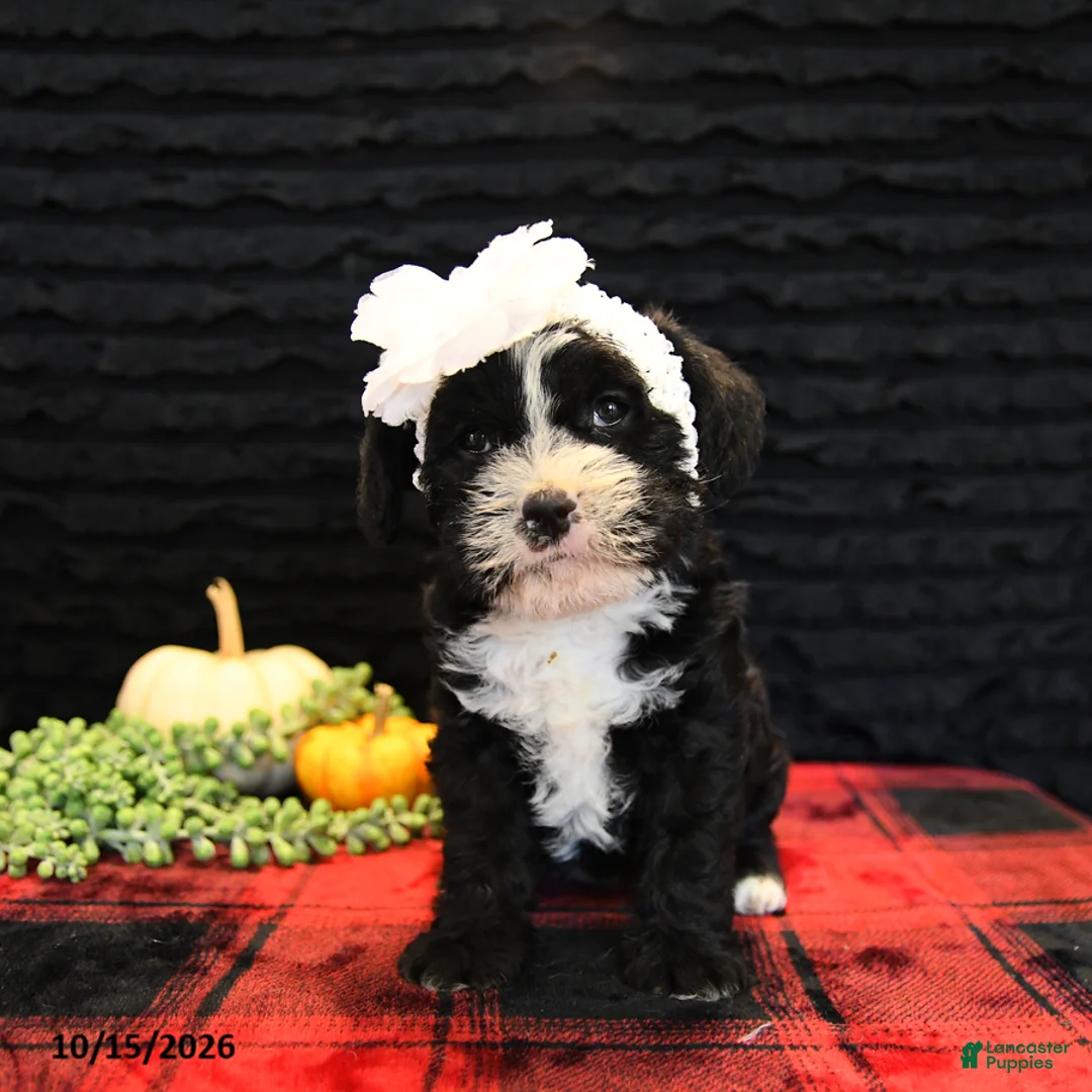 Mixed Breed dogs for sale: Elsa - Ad 5