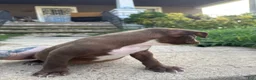 American Bully dogs for sale: Prince - Ad 4
